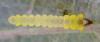 Phyllonorycter trifasciella
